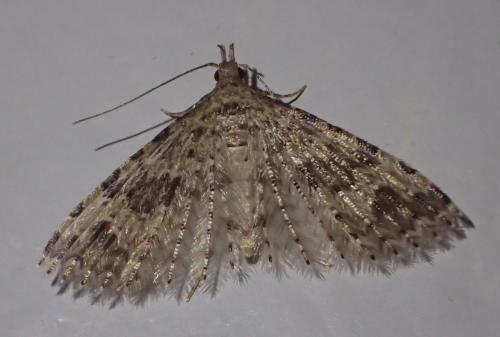 Réf. 223 911 : Alucita hexadactyla